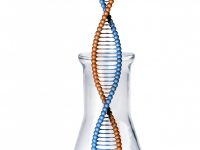Regulation of transcription by sugars and fatty acids