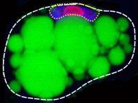 Regulation of adipocyte function by chromatin