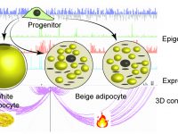 Gene regulatory network of white / beige adipocyte conversion