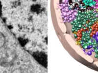 Nuclear lamins and establishment of cell fate and cell identity