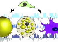 Lamins and lamina-associated domains in the establishment of cell identity