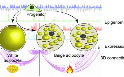 Gene regulatory network of white / beige adipocyte conversion